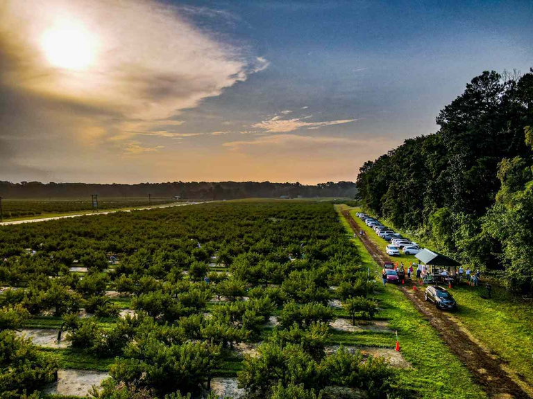 Customers drive into the pick your own orchards where harvest is being conducted that day. 